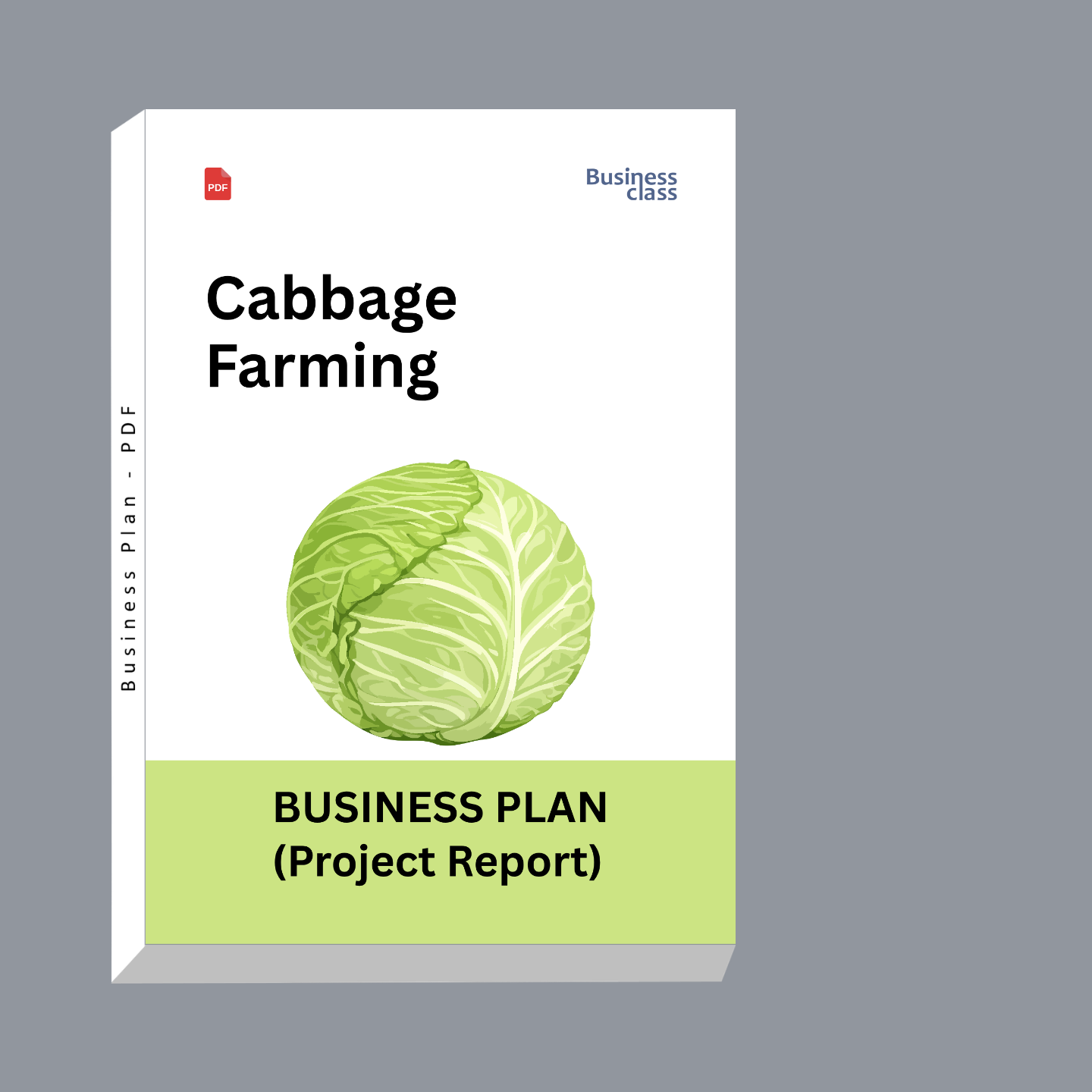 Cabbage Farming Project Report and Business Plan PDF | Cost, Profit, Bank Loan & Commercial Cultivation Guide