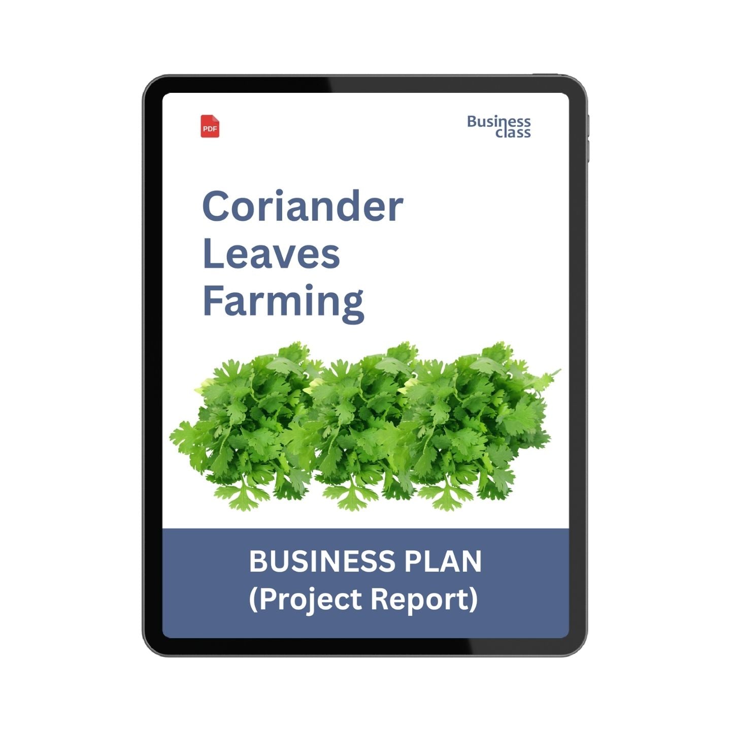 Coriander Leaves Farming Project Report and Business Plan PDF | Cilantro Farm Ebook