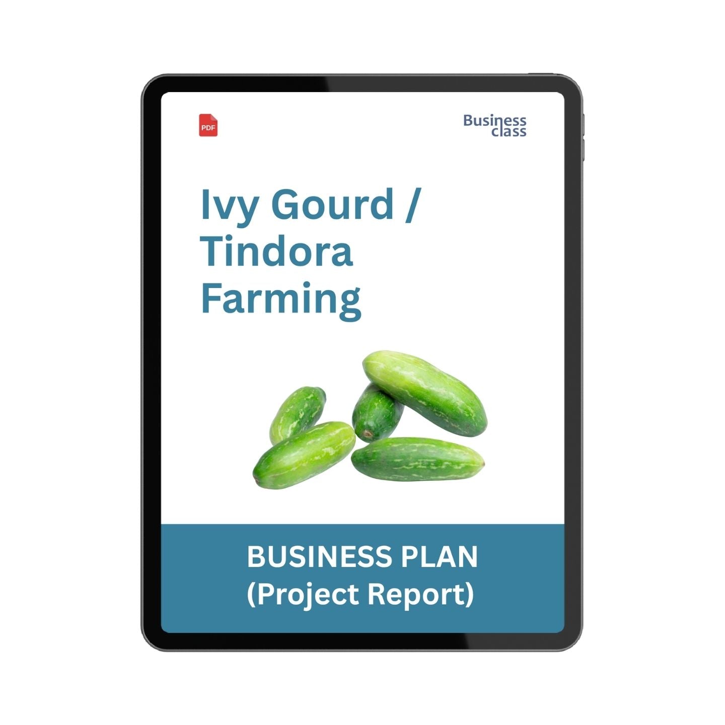 Ivy Gourd (Tindora) Farming Project Report and Business Plan PDF eBook