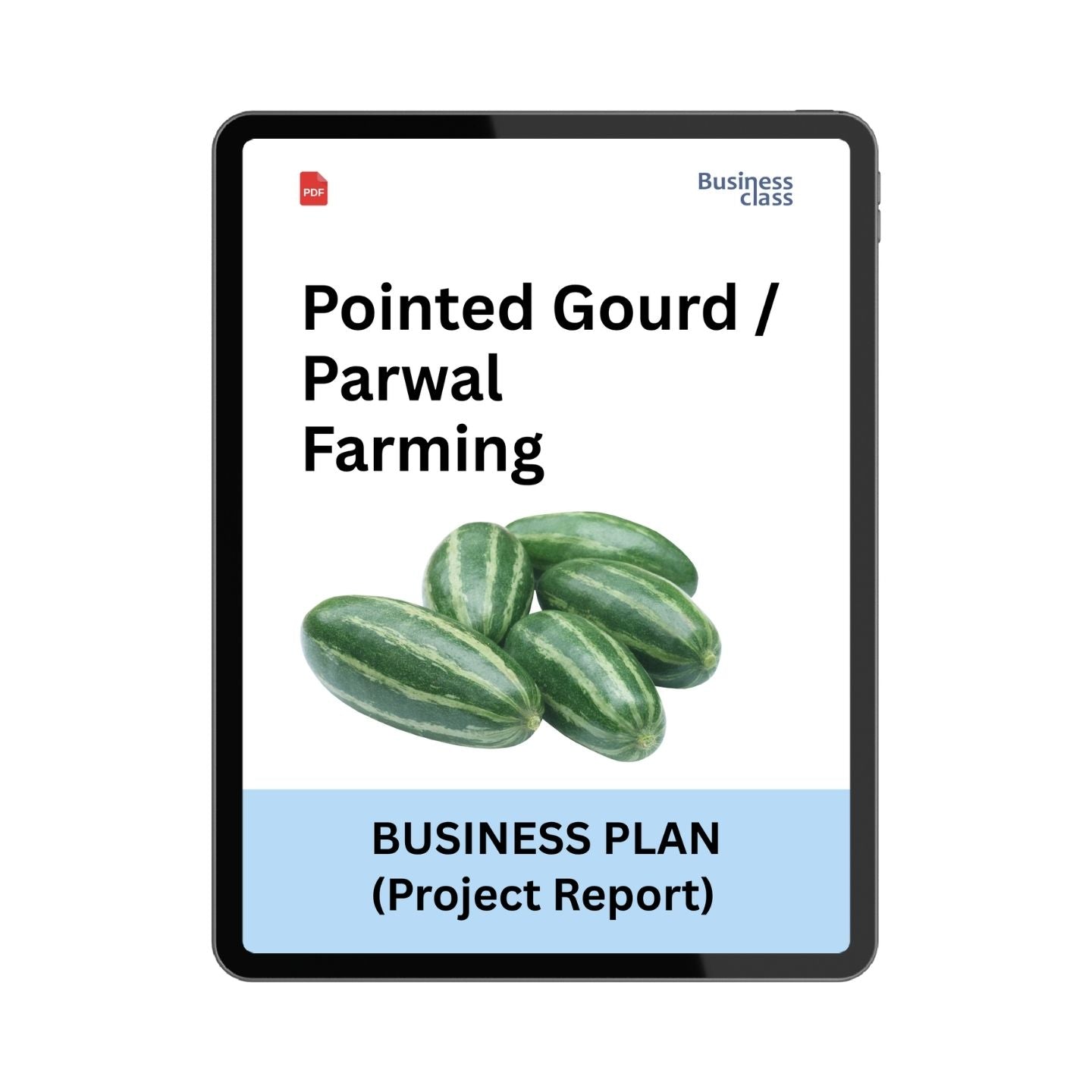 Parwal Farming Project Report & Business Plan PDF | Pointed Gourd Farming Project Report for Commercial Cultivation