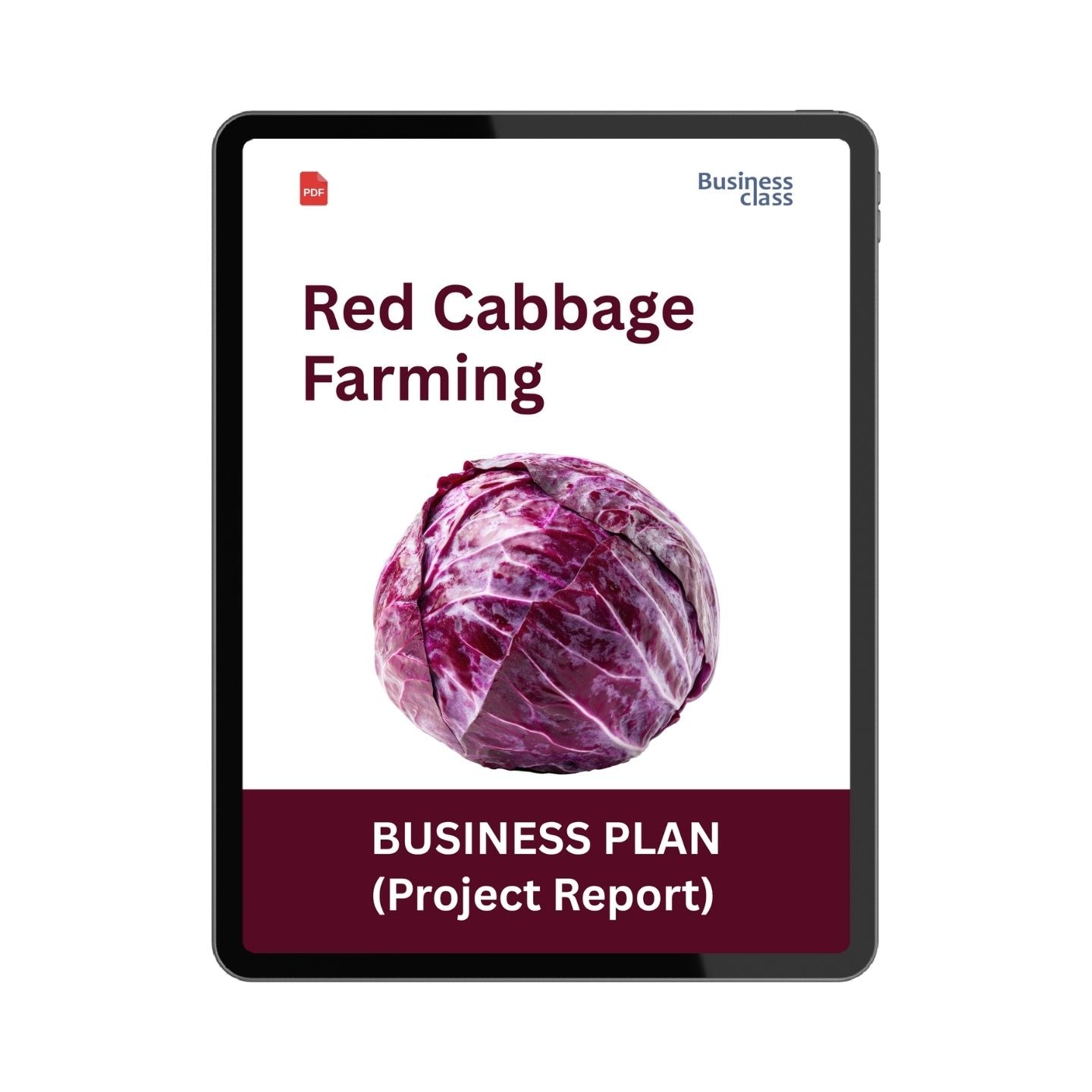 Red Cabbage Farming Project Report and Business Plan PDF
