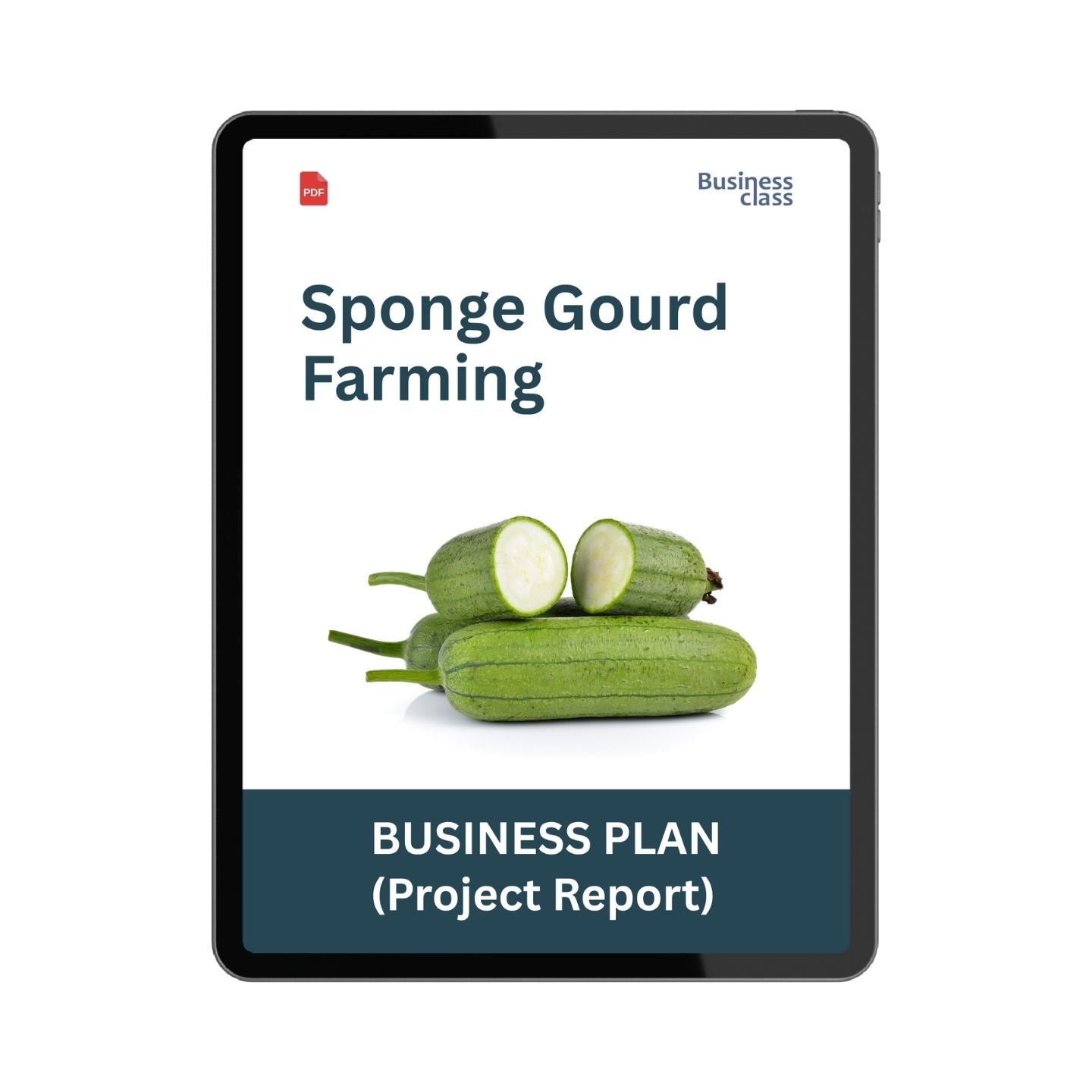 Sponge Gourd Farming Project Report & Business Plan PDF | Cost, Profit, Cultivation and Bank Loan Guide
