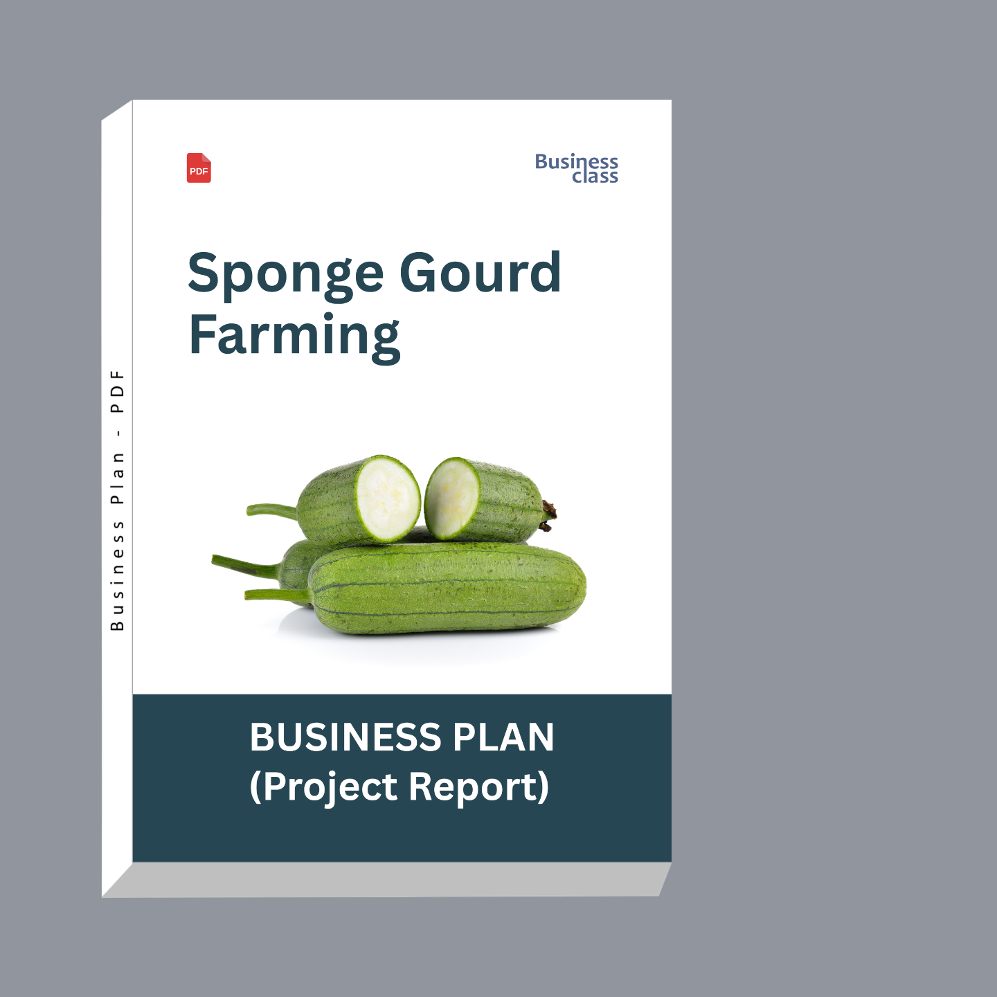 Sponge Gourd Farming Project Report & Business Plan PDF | Cost, Profit, Cultivation and Bank Loan Guide