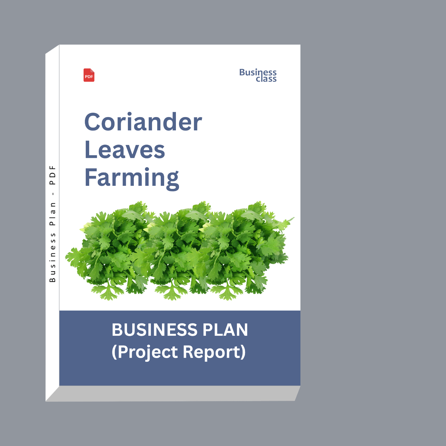 Coriander Leaves Farming Project Report and Business Plan PDF | Cilantro Farm Ebook