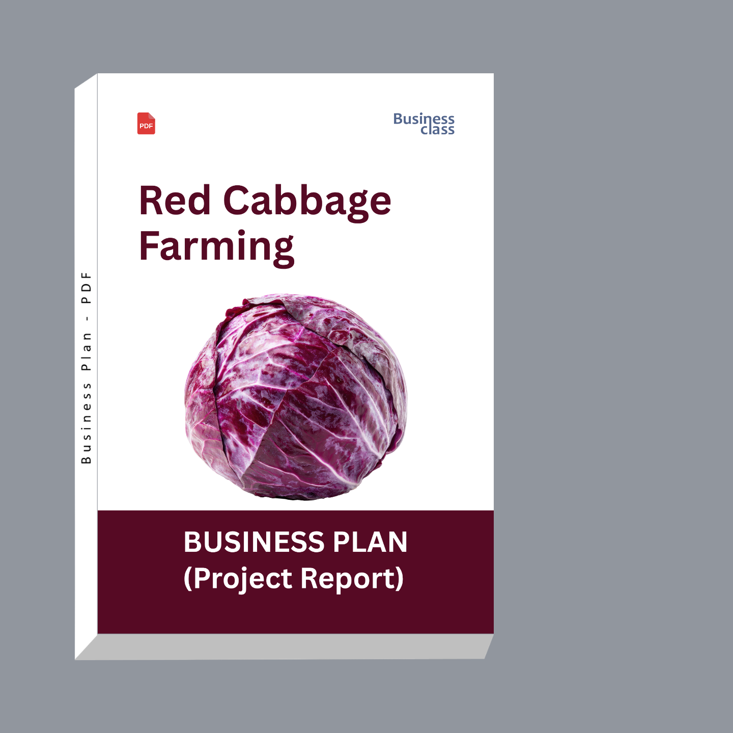 Red Cabbage Farming Project Report and Business Plan PDF