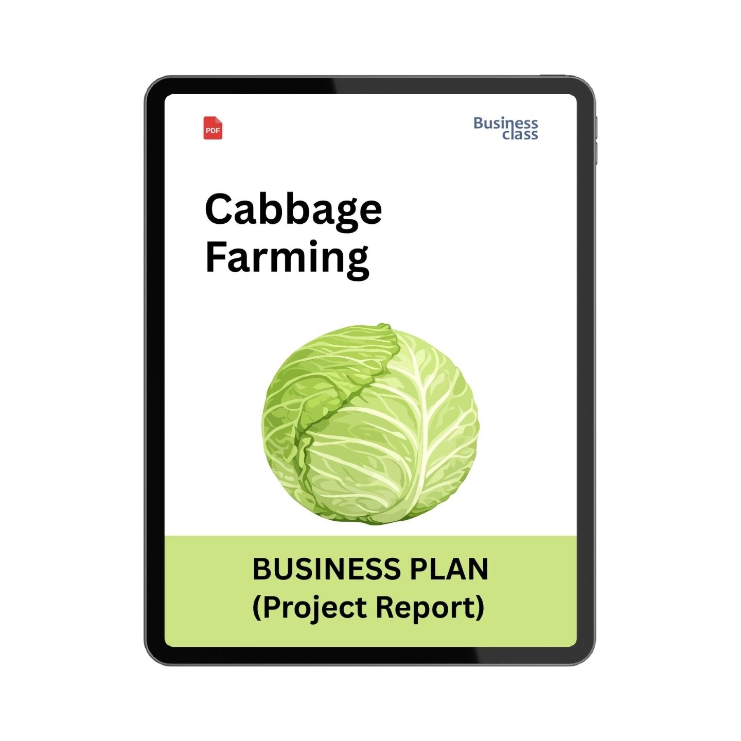 Cabbage Farming Project Report and Business Plan PDF | Cost, Profit, Bank Loan & Commercial Cultivation Guide