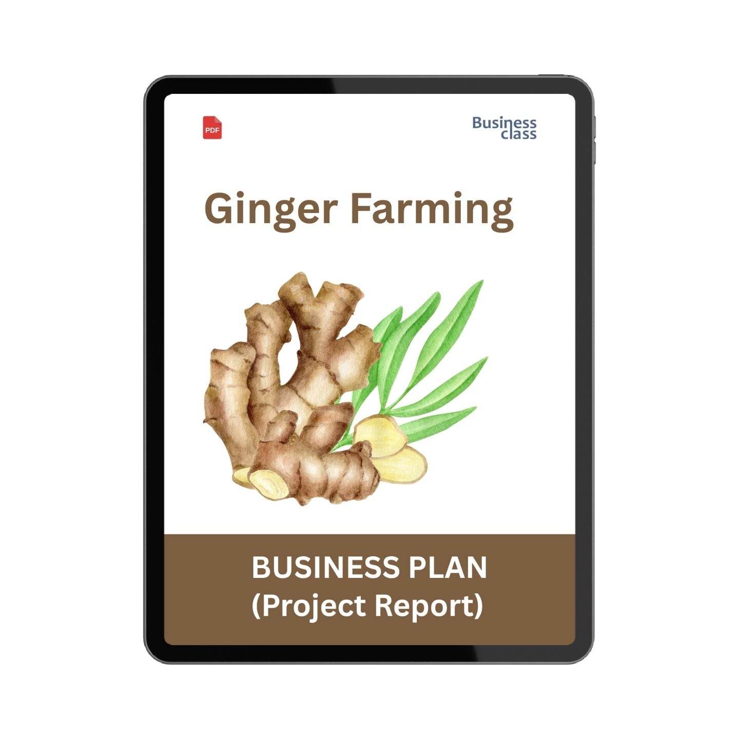 Ginger Farming Project Report & Business Plan PDF eBook | Costing, Cash Flow, Profitability & Startup Guide