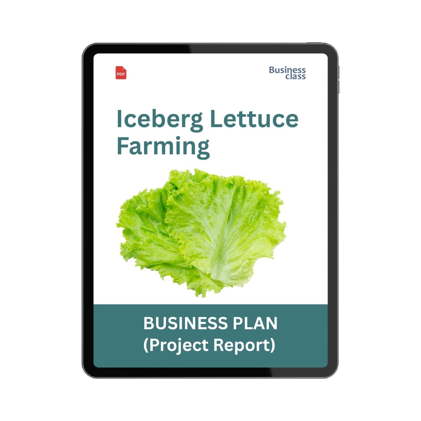 Iceberg Lettuce Farming Project Report & Business Plan PDF eBook