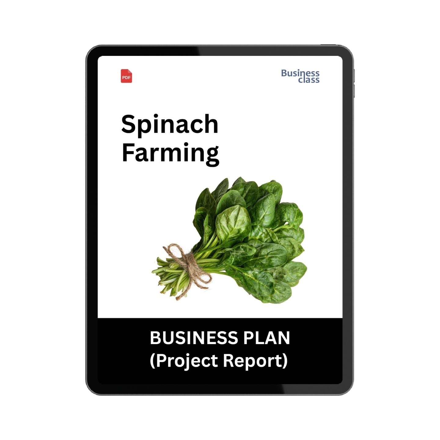 Spinach Farming Project Report & Business Plan PDF – Cost, Profit, Cultivation and Marketing Guide
